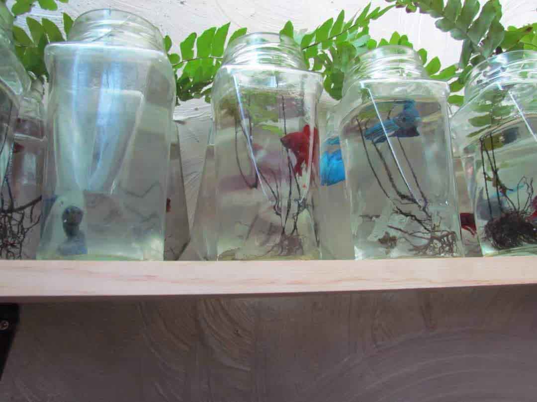 Rows of betta jars and tanks maintained for export orders